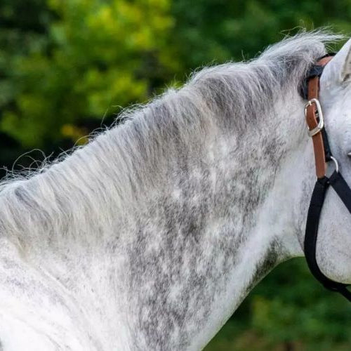 Grazing Muzzles 101: How to Choose, Fit, and Introduce One Without the Drama Equine Exchange Tack Shop