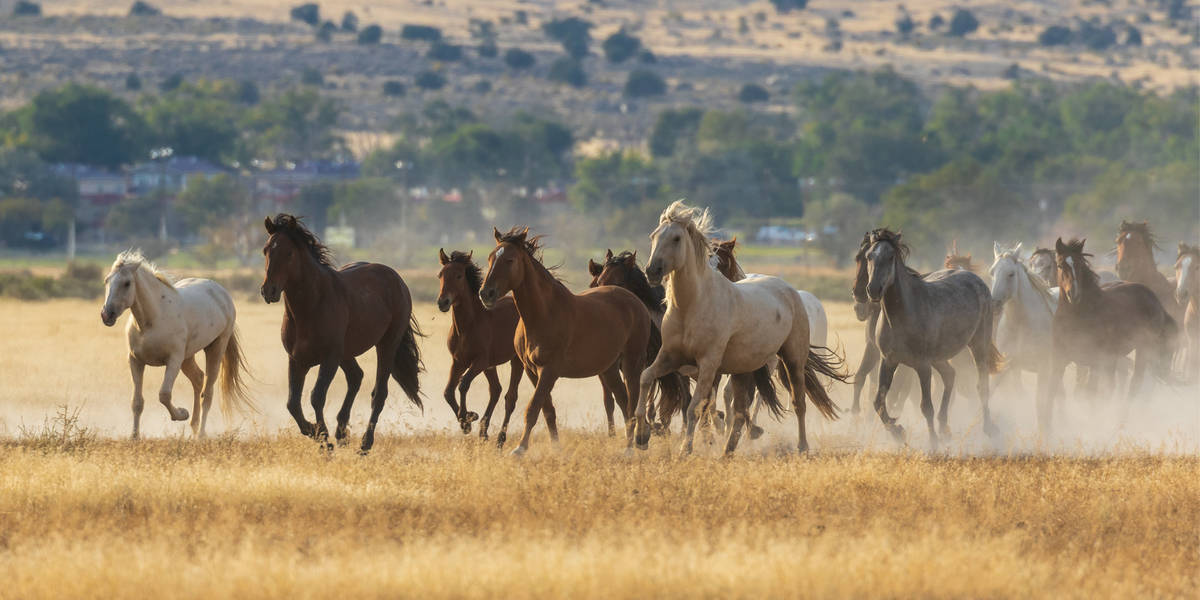 What Is a Coggins Test and Why Is It Important for Horses?