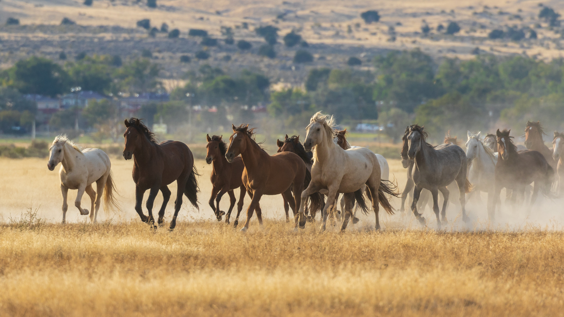 What Is a Coggins Test and Why Is It Important for Horses?