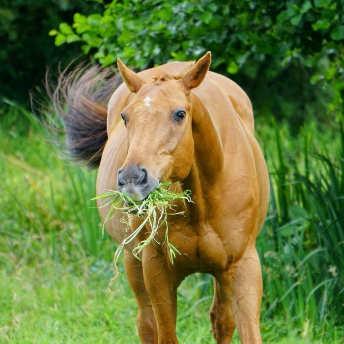 Common Plants that are Toxic for Horses