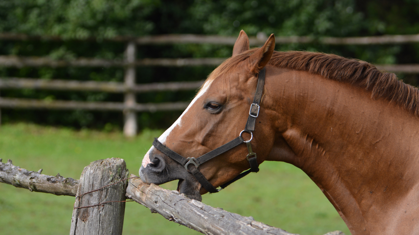 Cribbing in Horses: Why They Do It and What You Can Do About It