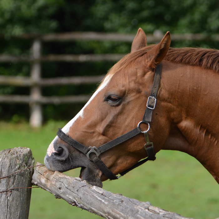 Cribbing in Horses: Why They Do It and What You Can Do About It