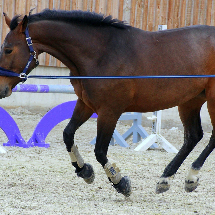 Horse Lunging 101 - How to Lunge Your Horse