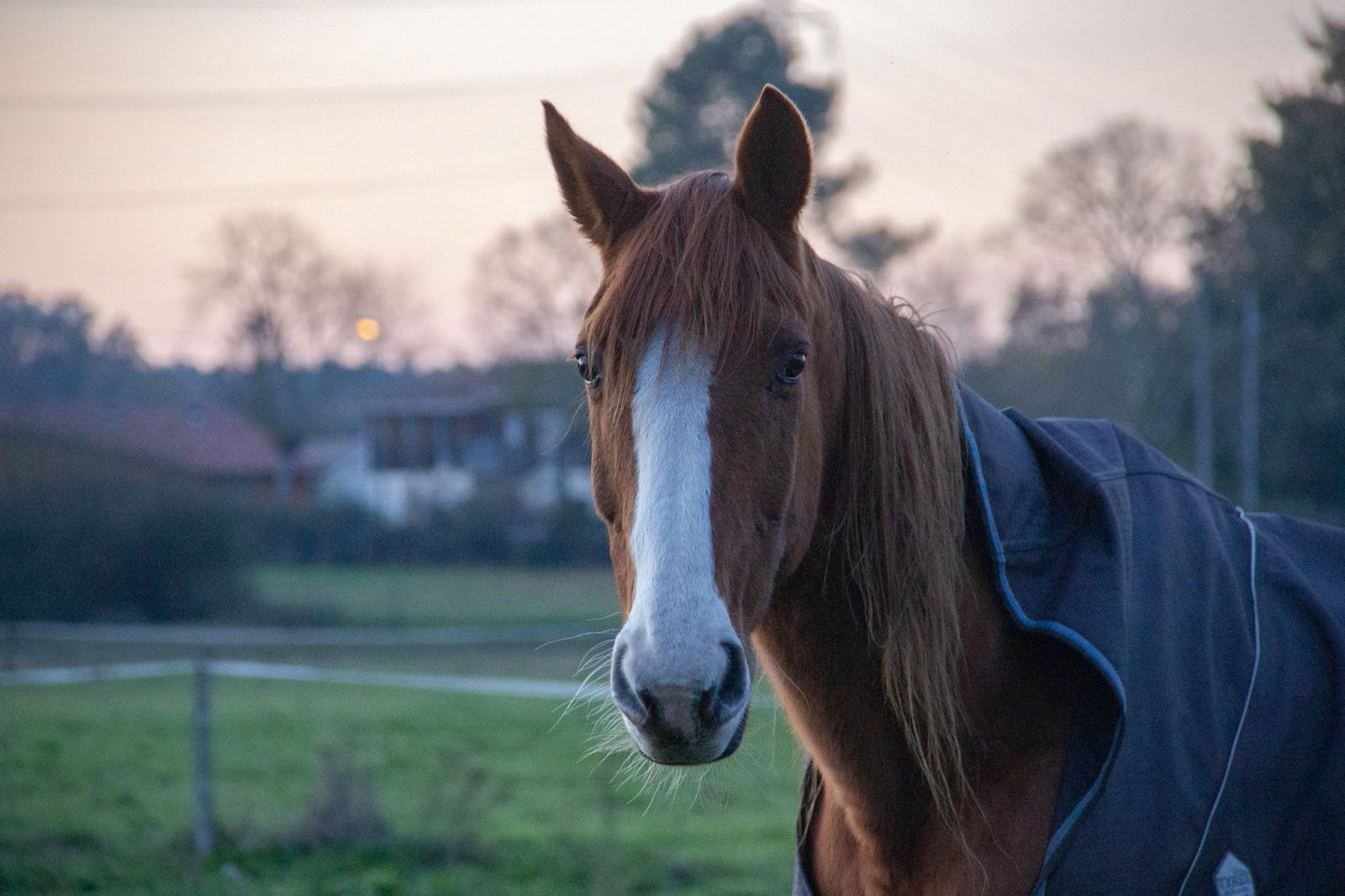 The Pros and Cons of Turnout Blankets