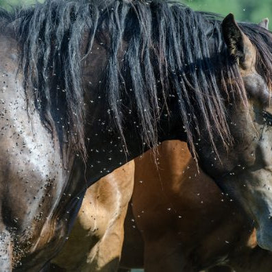 Battle Of The Barn: Fighting Flies Equine Exchange Tack Shop