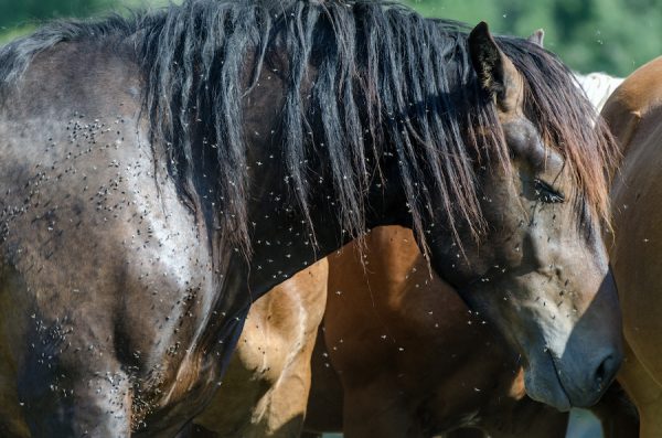 Battle Of The Barn: Fighting Flies Equine Exchange Tack Shop