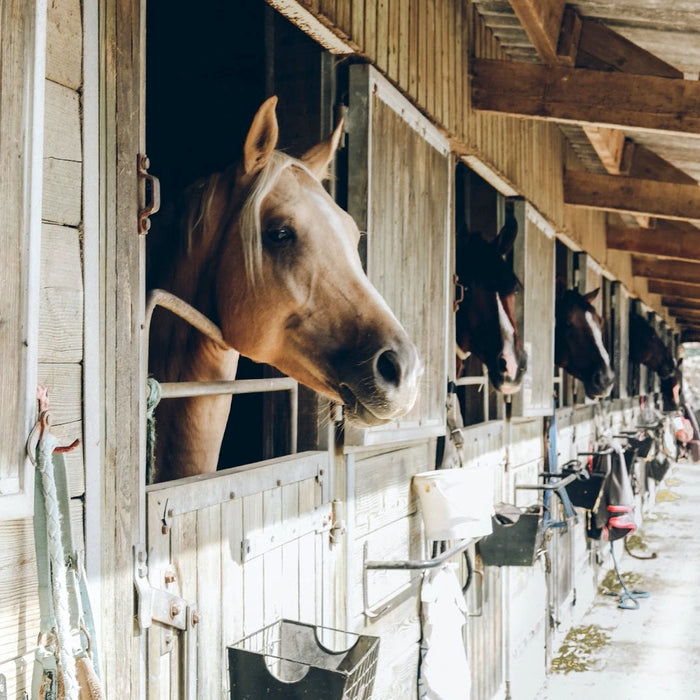 Summer Heat - Ways to Avoid Stall Boredom