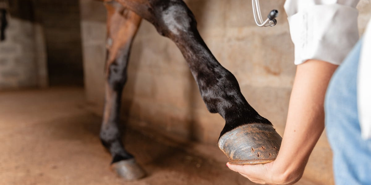 How To Prevent Bowed Tendons in Horses