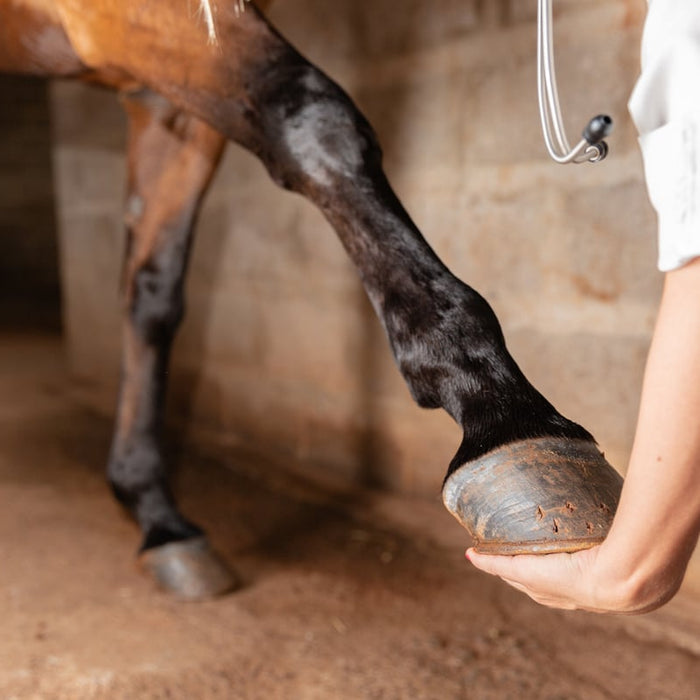 How To Prevent Bowed Tendons in Horses