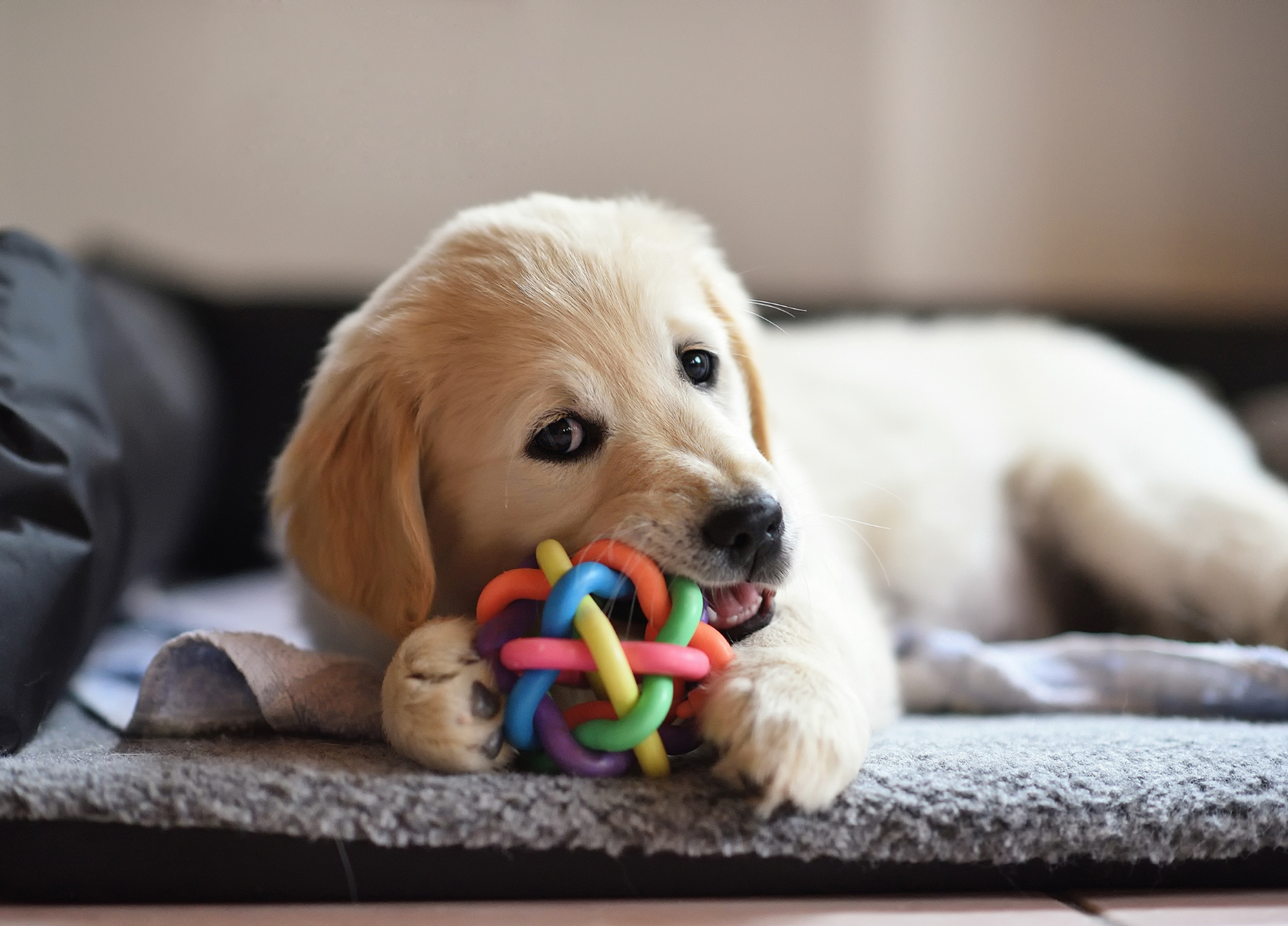 Top Gifts for Dog Lovers Equine Exchange Tack Shop