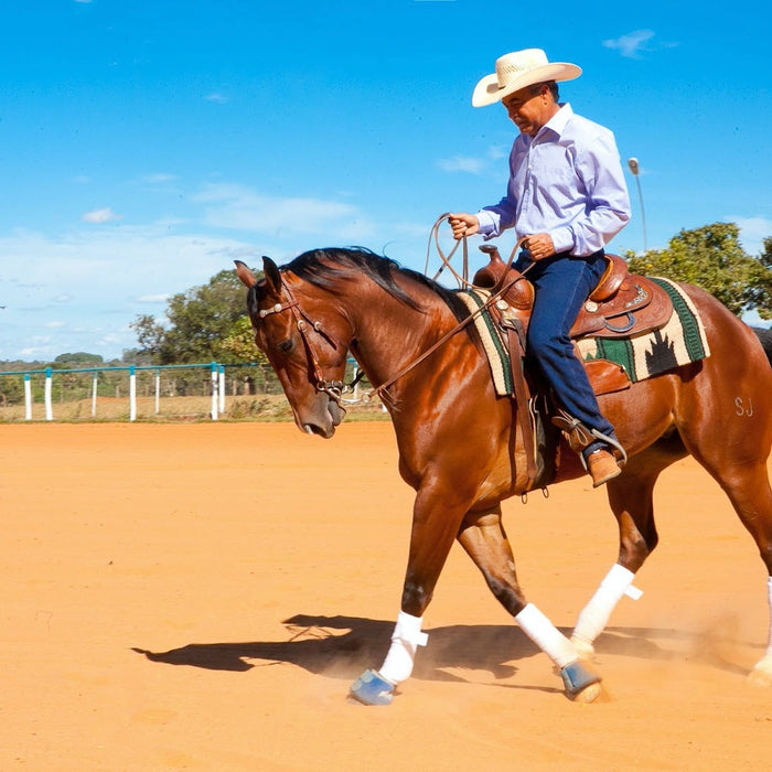 6 Horse Breeds You Should Know