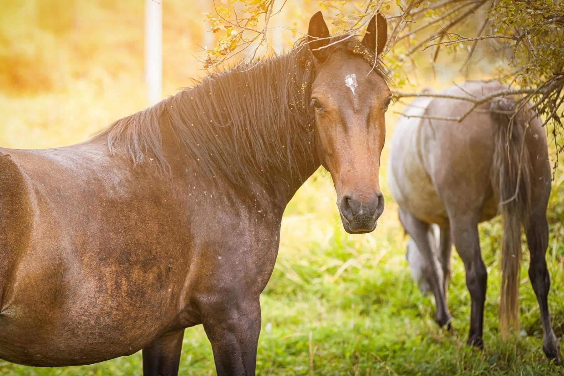 A bay horse with flies visible on its coat standing in a summer pasture