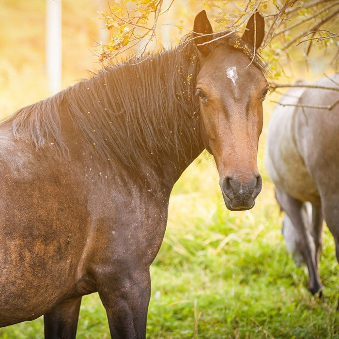 A bay horse with flies visible on its coat standing in a summer pasture