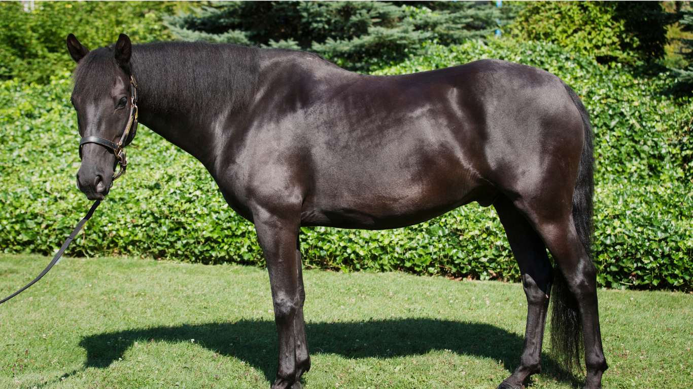 How to Improve Your Horse's Coat: 8 Tips for a Healthier, Shinier Coat
