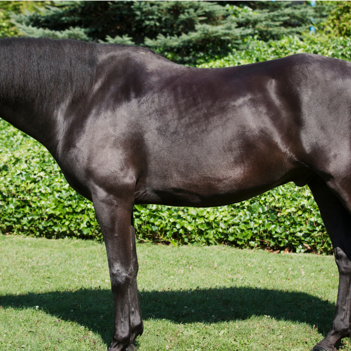 How to Improve Your Horse's Coat: 8 Tips for a Healthier, Shinier Coat