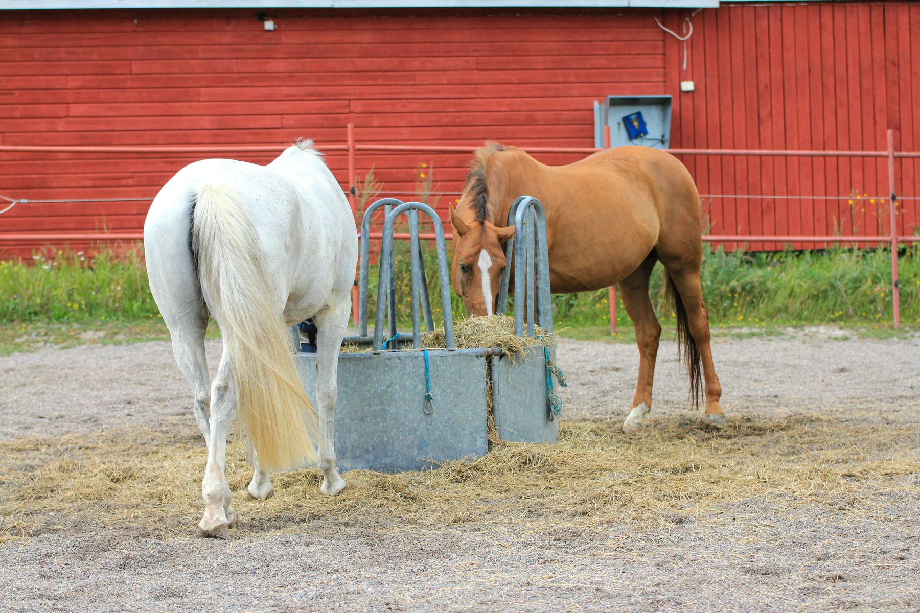 Fall Favorites: 5 Treats Horses Love (That Are Actually Safe)