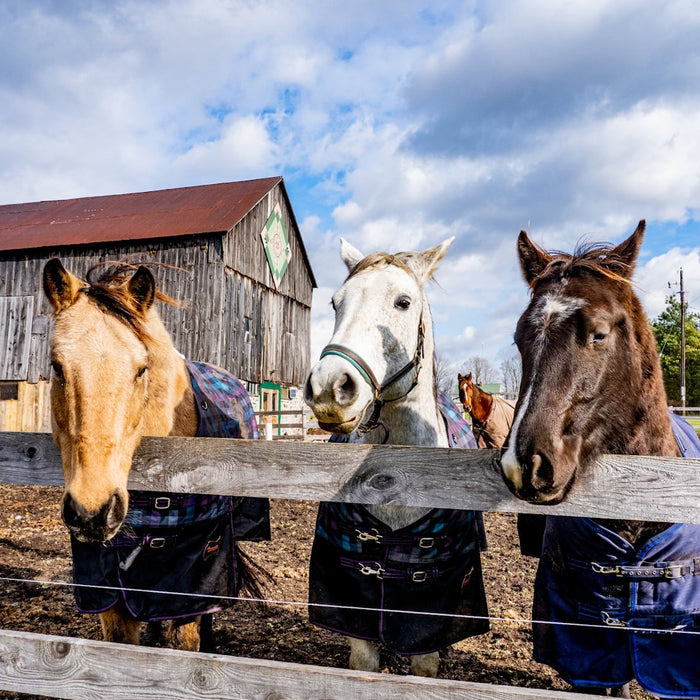 A Fall Checklist for Every Barn Owner