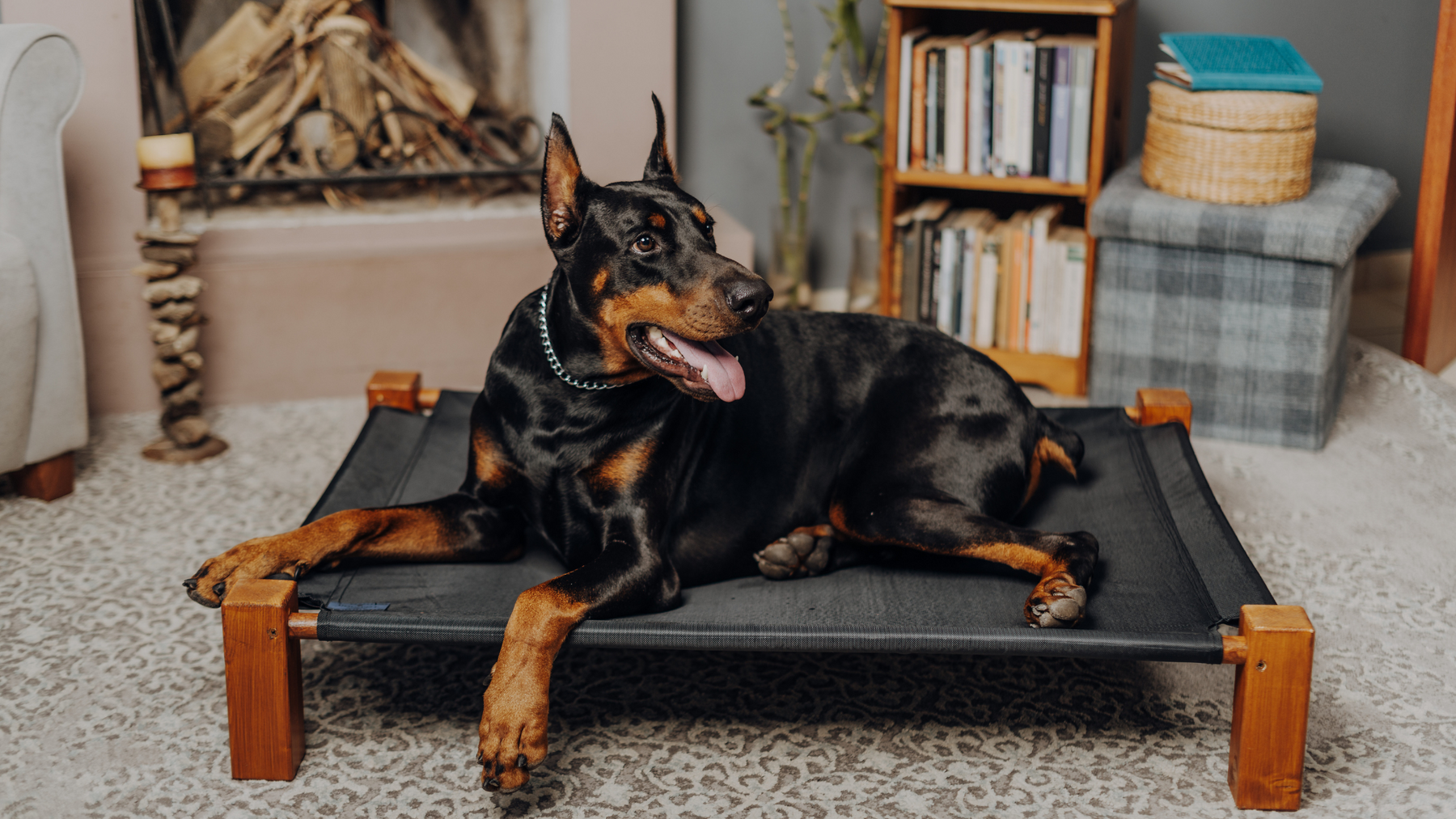 🛏️ Snug or Sturdy? Find Out What Dog Bed Matches Your Pup’s Personality