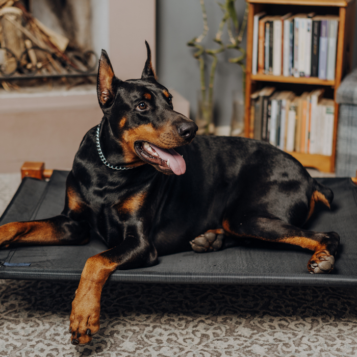 🛏️ Snug or Sturdy? Find Out What Dog Bed Matches Your Pup’s Personality