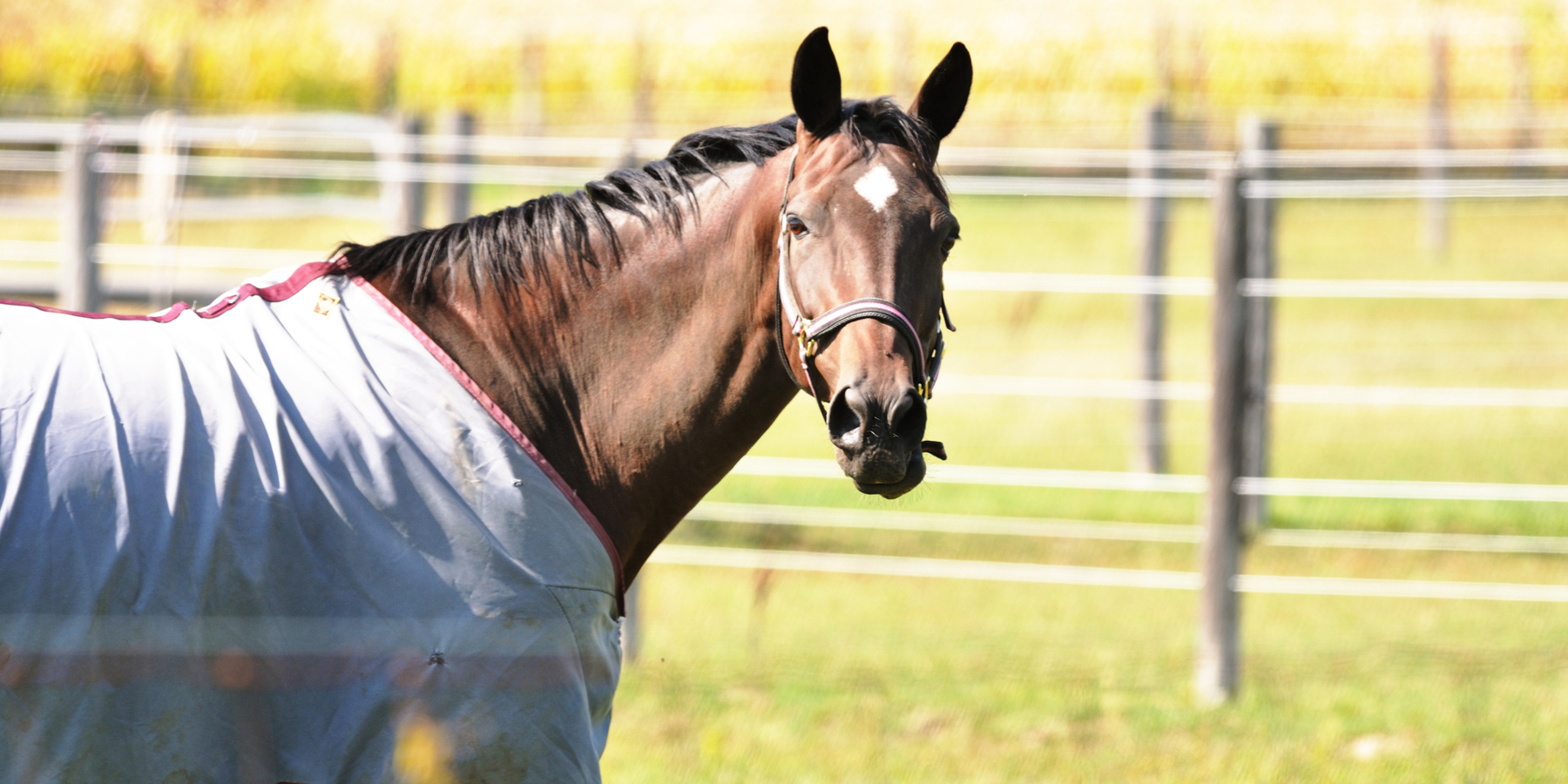 It's Getting Chilly at Night. Does My Horse Need a Sheet?