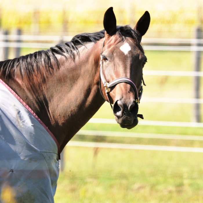It's Getting Chilly at Night. Does My Horse Need a Sheet?