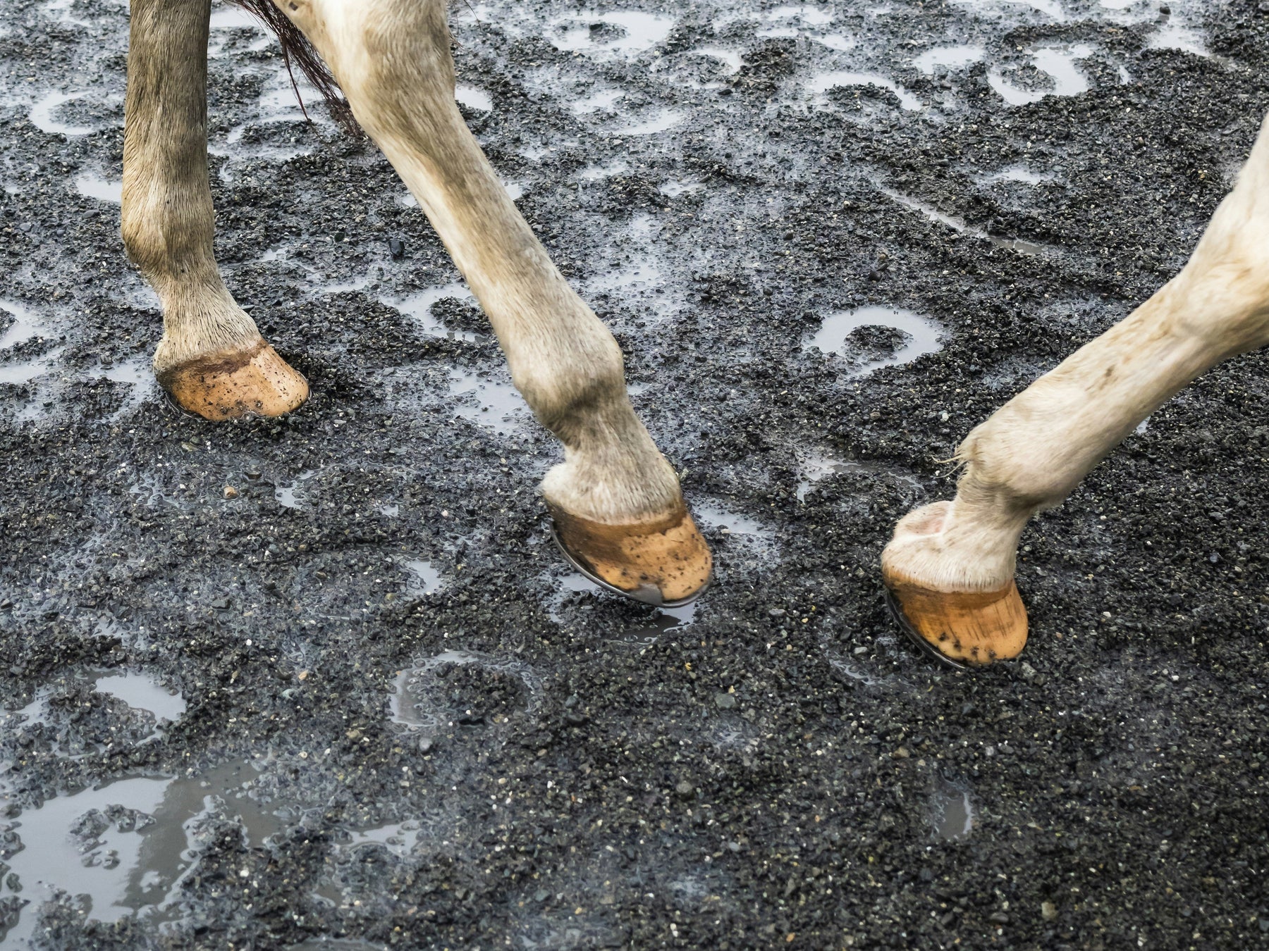horse legs in wet sand