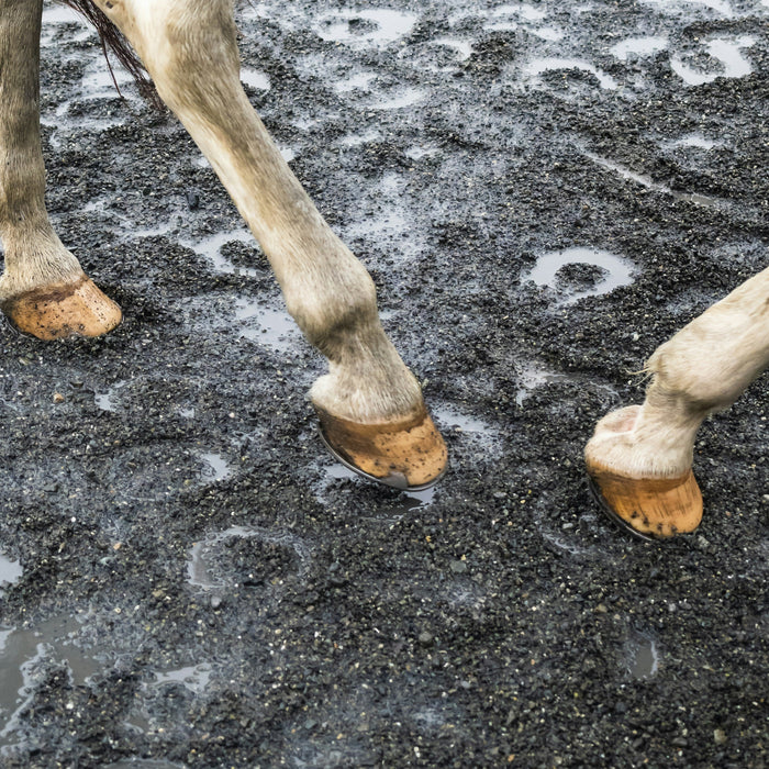 horse legs in wet sand