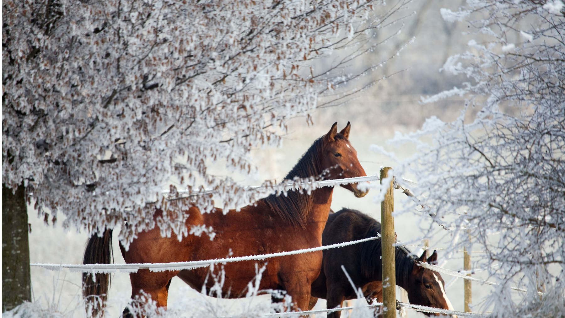 When Winter Turns Risky: Smart Strategies for Managing Horses on Ice