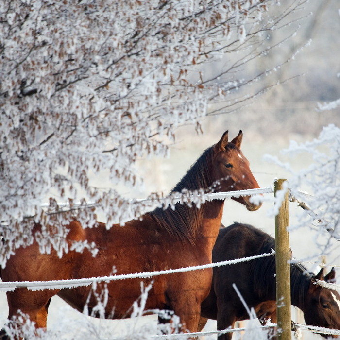 When Winter Turns Risky: Smart Strategies for Managing Horses on Ice