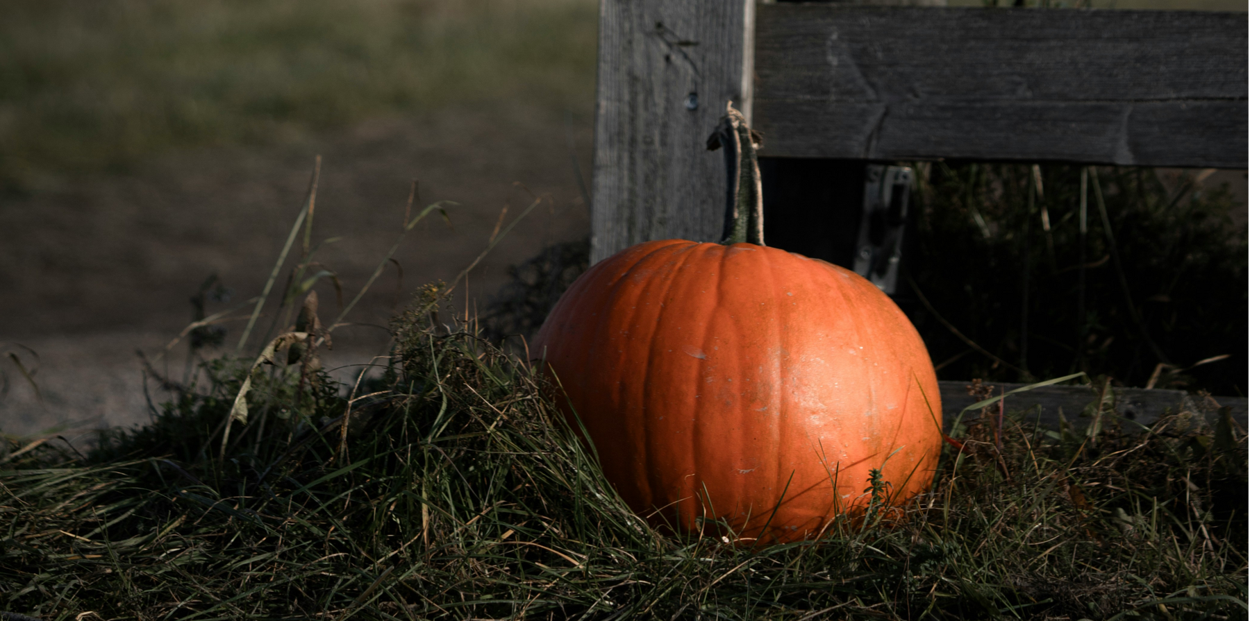 Can Horses Eat Pumpkins? Here’s What You Need to Know