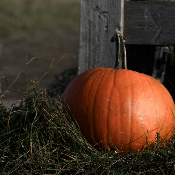 Can Horses Eat Pumpkins? Here’s What You Need to Know