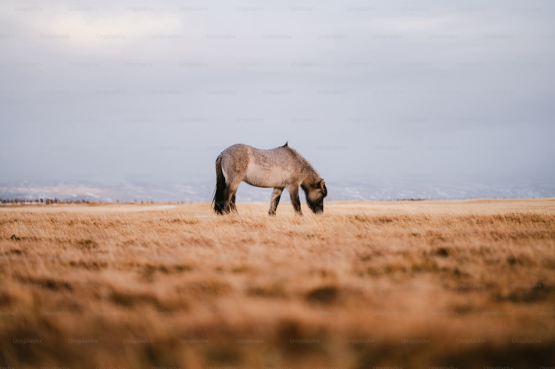 Is My Horse Cold? How to Tell (Without Guessing)