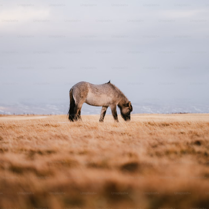Is My Horse Cold? How to Tell (Without Guessing)
