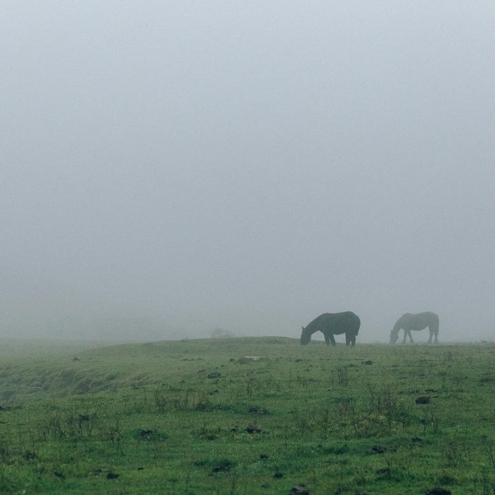 horse grazing in fog