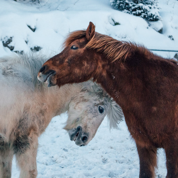 5 Ways to Prepare Your Horse for Winter Weather