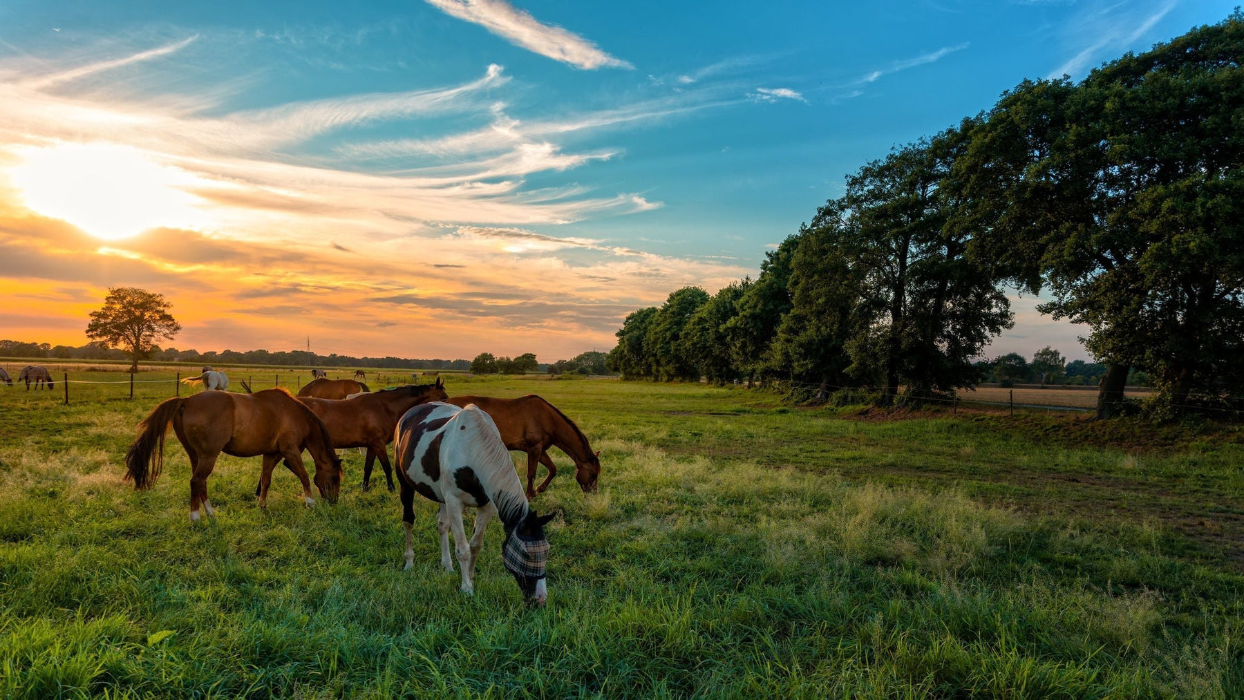 Ticks Are Back: What Every Horse Owner Should Watch For This Spring