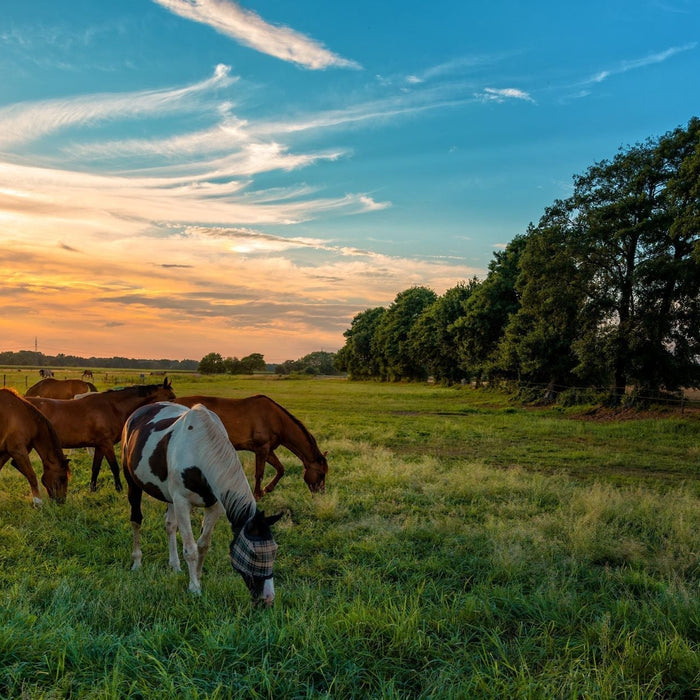 Ticks Are Back: What Every Horse Owner Should Watch For This Spring