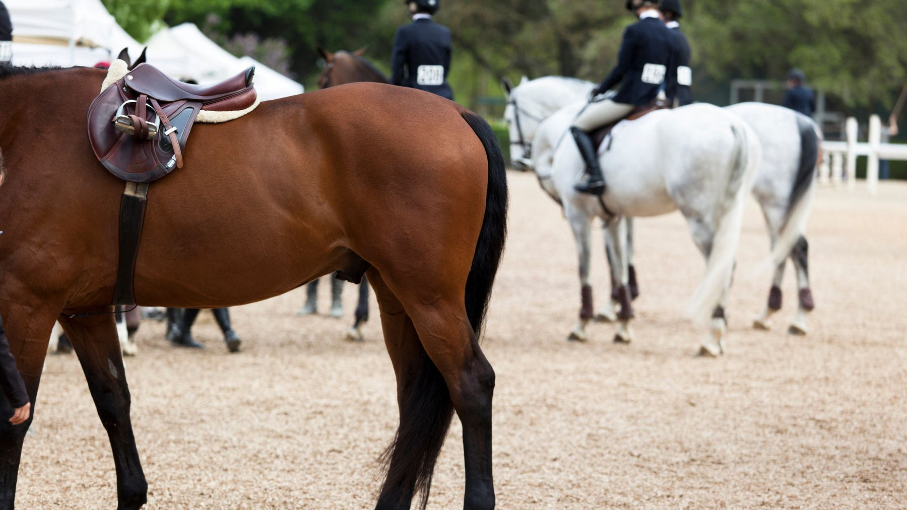The Pre-Show Season Reset Equine Exchange Tack Shop