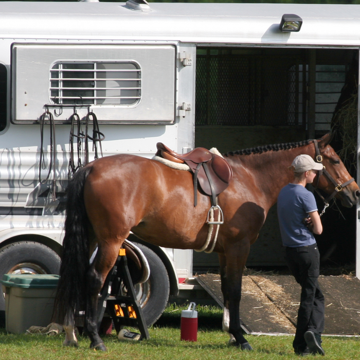 Horse and trailer