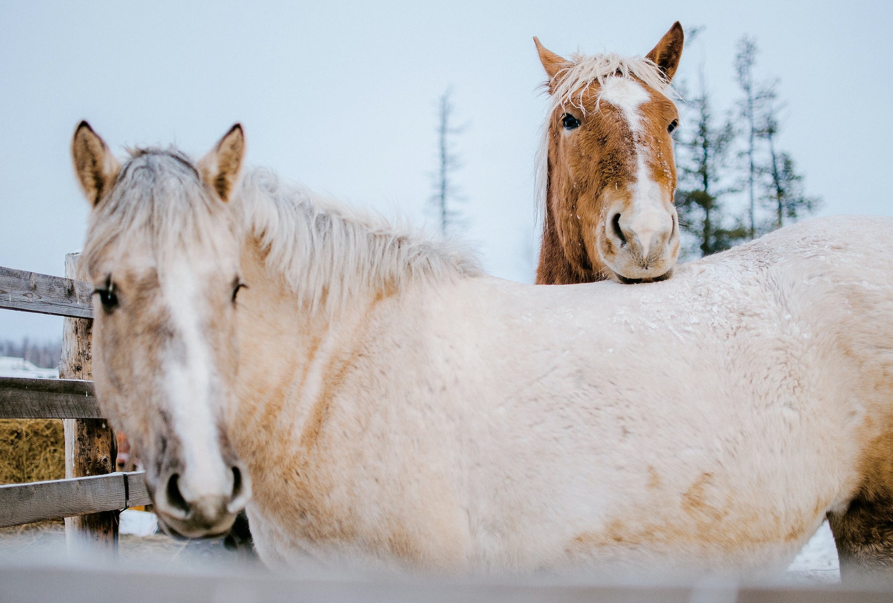 Get the Right Winter Supplies for Your Horse