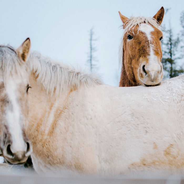 Get the Right Winter Supplies for Your Horse