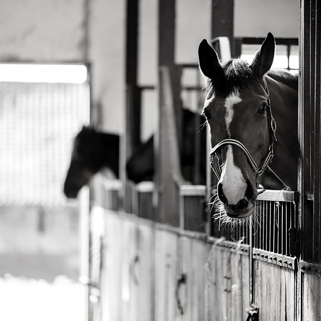 Barn - Stable - Stall