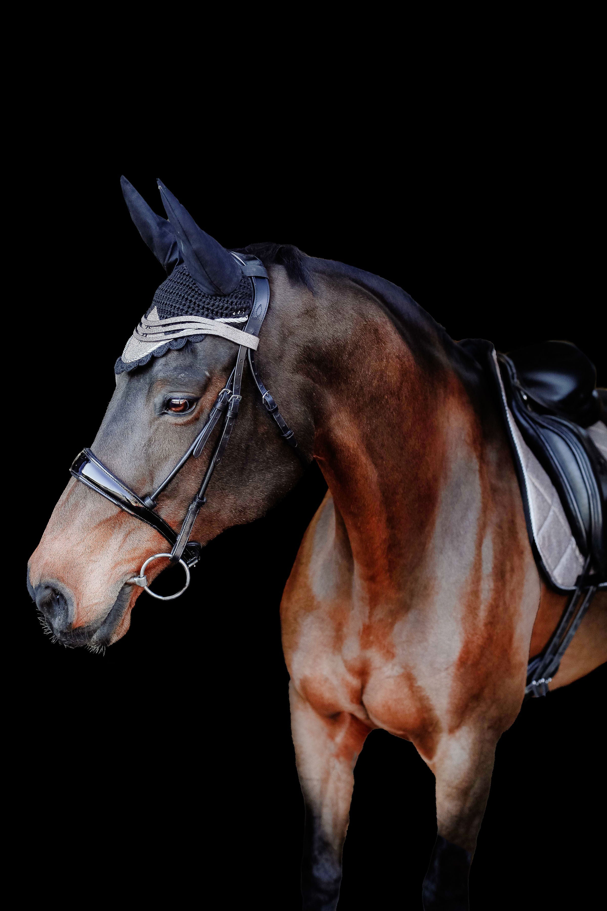 Nutmeg Browband - Equine Exchange Tack Shop