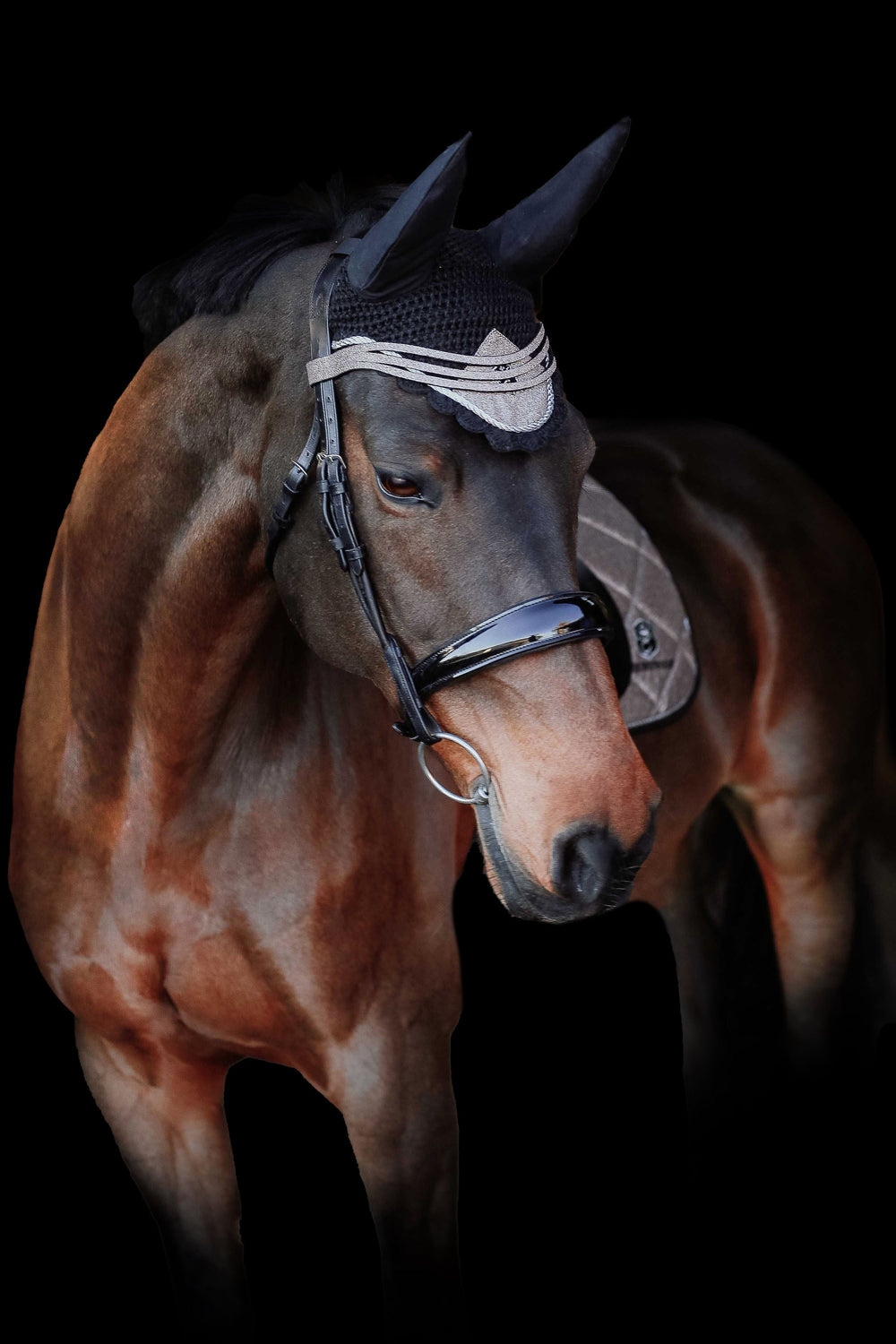 Nutmeg Browband - Equine Exchange Tack Shop