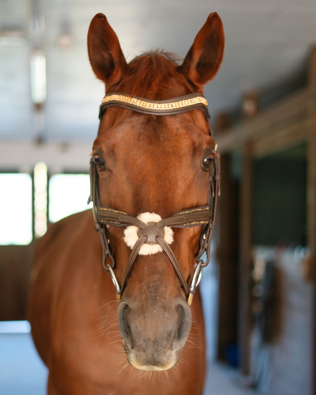 Hidden Flash!  Pro-fit Comfortable Bridle with Patent Noseband and Crystal Browband - Equine Exchange Tack Shop