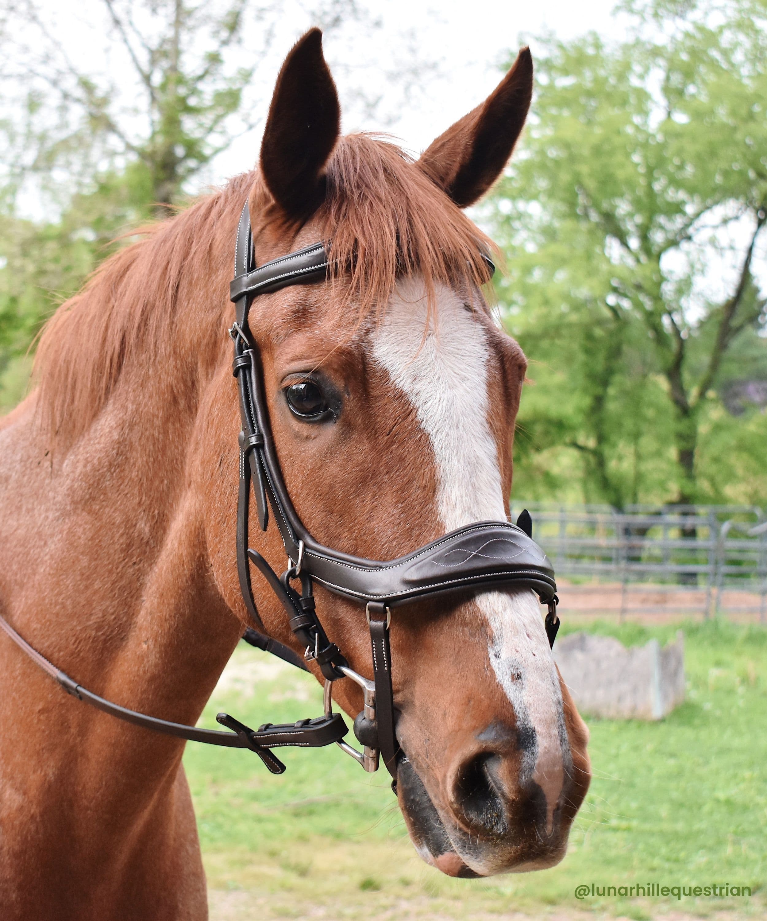 ExionPro Anti-Pressure Anatomic Padded Fancy Wave Stitched Bridle