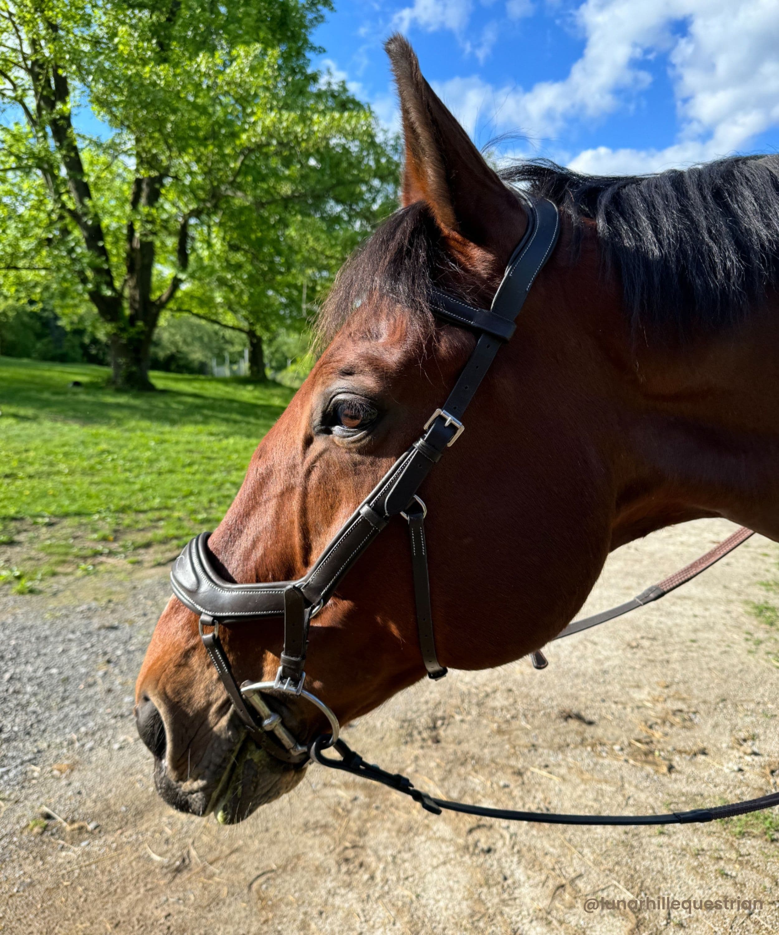 ExionPro Anti-Pressure Anatomic Padded Fancy Wave Stitched Bridle