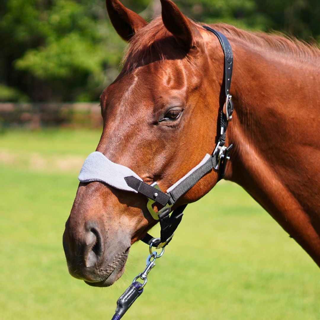Magna Halter ™ in Black with Fleece Noseband and Leather Breakaway - Equine Exchange Tack Shop