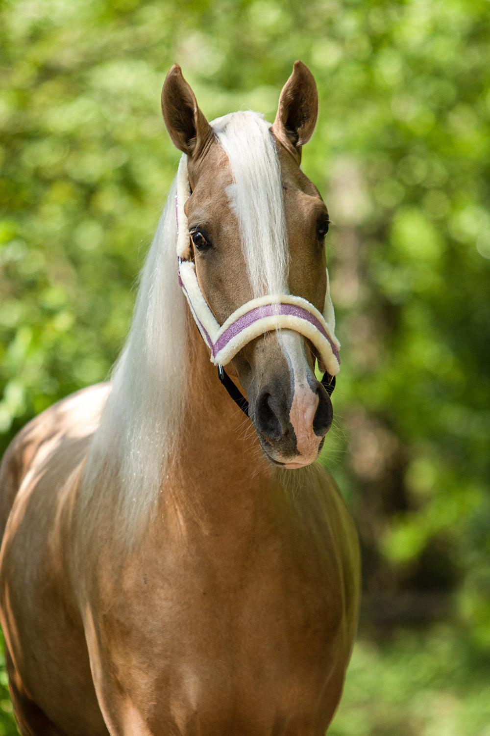 Pink Mist Halter - Equine Exchange Tack Shop
