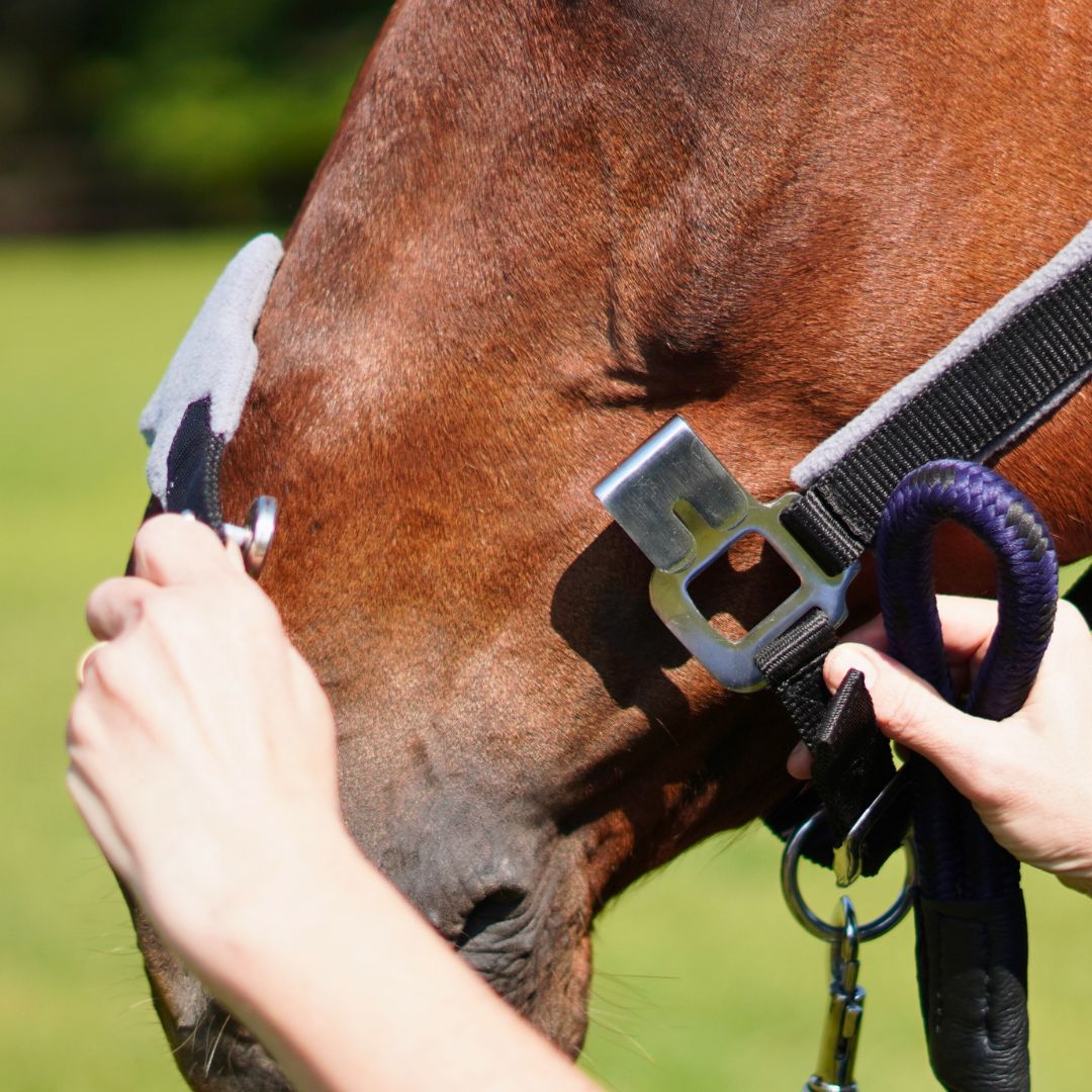 Magna Halter ™ in Black with Fleece Noseband and Leather Breakaway - Equine Exchange Tack Shop